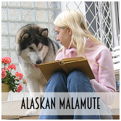 Hodowla Alaskan Malamute - Arctic Challenge