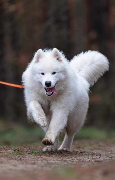 Winner kończy CERTYFIKAT UŻYTKOWY !!!!