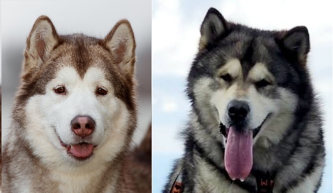 Nasze plany hodowlane na rok 2026 