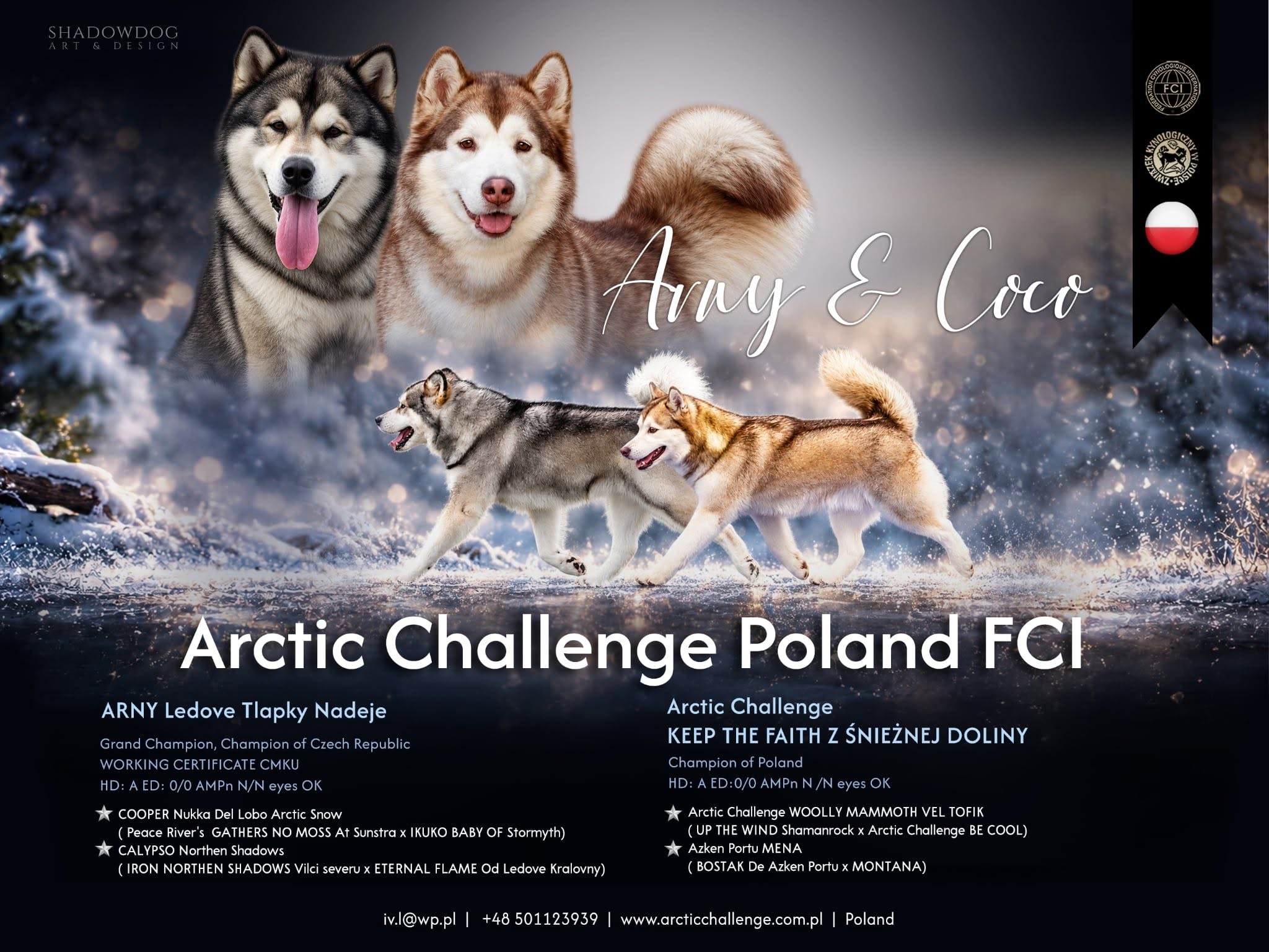 Oczekujemy SZCZENIAT okolo 6 grudnia 2026!
