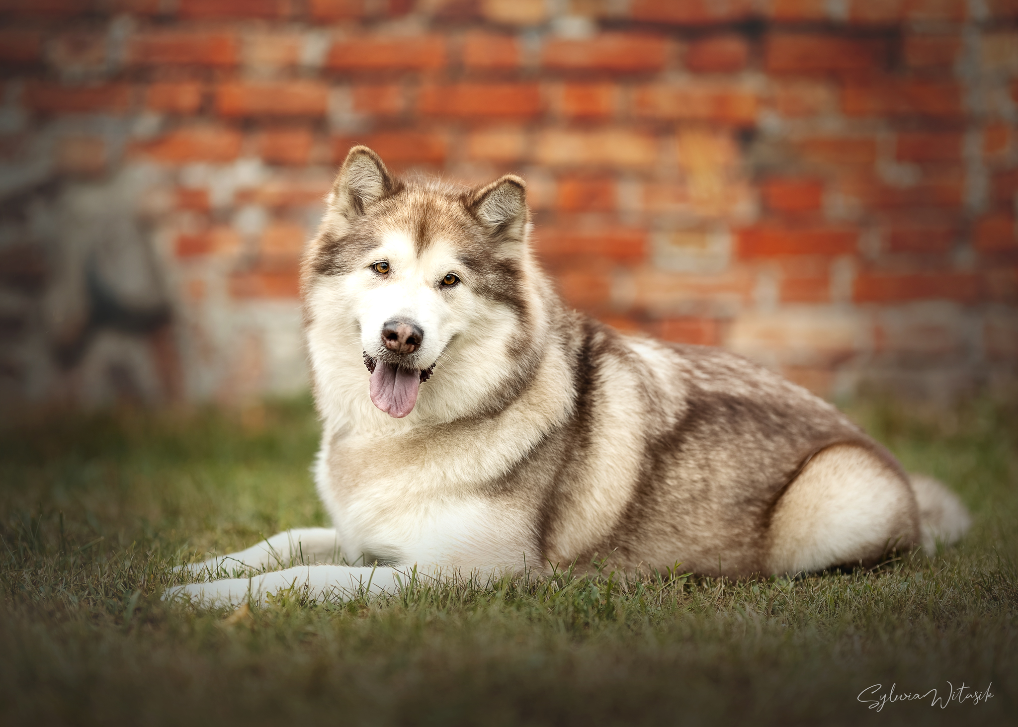 GINGER Międzynarodowym Championem Weteranów !!!